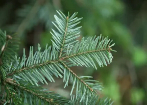 Christmas Pine (Fraser Fir) - Premium Fragrance Oil
