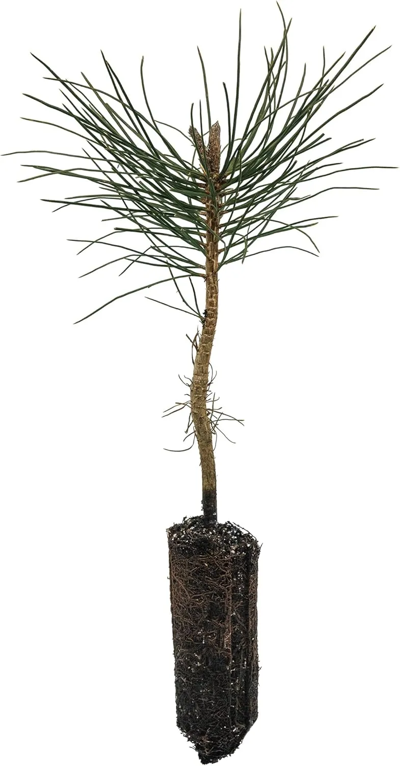 Ponderosa Pine | Medium Tree Seedling | The Jonsteen Company
