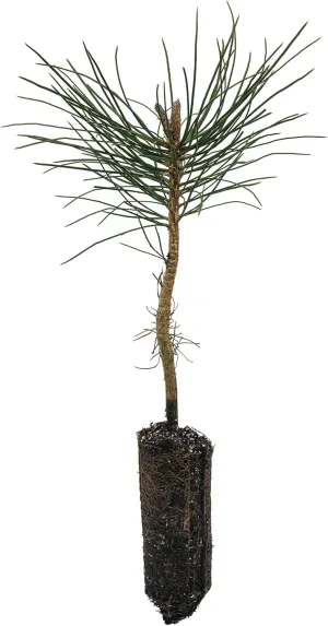 Ponderosa Pine | Medium Tree Seedling | The Jonsteen Company